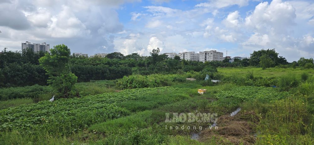 Currently, the land area for the project is mainly agricultural land, transportation, irrigation, water surface and a part of residential land that has not yet been cleared.