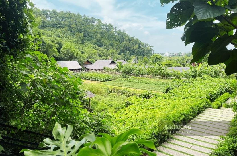 The temple grounds have carefully tended gardens of fruit trees, herbs and wild vegetables. At the foot of the mountain there is also a mushroom grower, providing ingredients for vegetarian dishes at the temple.