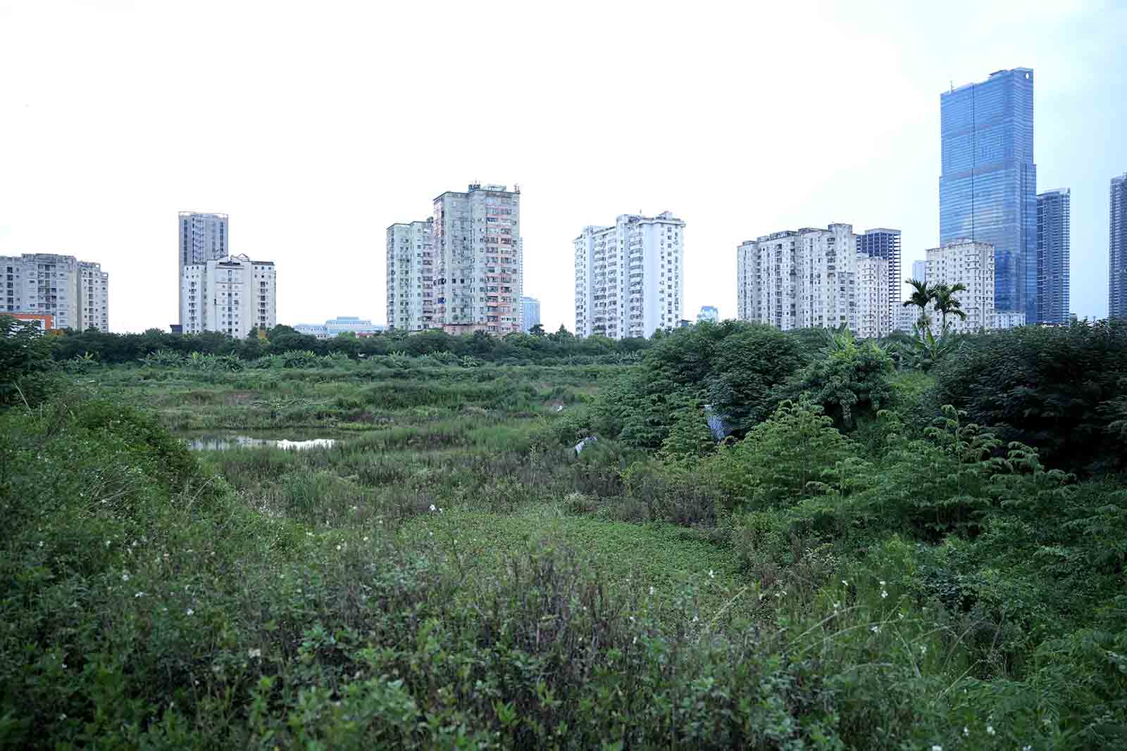 The project is surrounded by corrugated iron on all sides, and inside is overgrown with plants and trees.