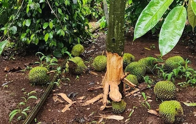 Kẻ gian đột nhập trong đêm đẽo gốc, cắt sầu riêng của người nông dân ở Đắk Lắk. Ảnh: người dân cung cấp