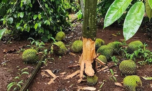 Kẻ gian đột nhập trong đêm đẽo gốc, cắt sầu riêng của người nông dân ở Đắk Lắk. Ảnh: người dân cung cấp