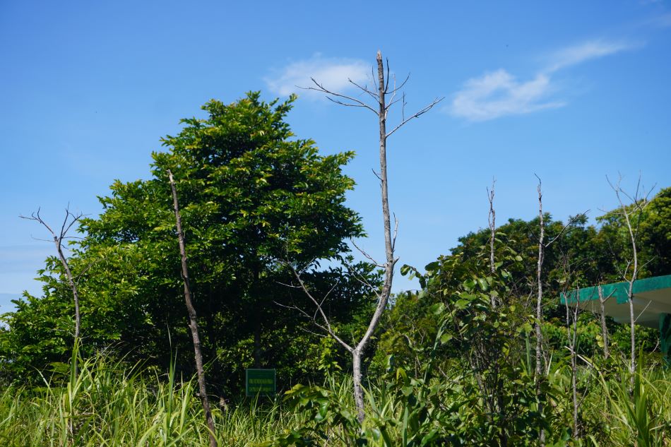 Trees that grow poorly and die will be replaced by tree varieties. Photo: Van Truc