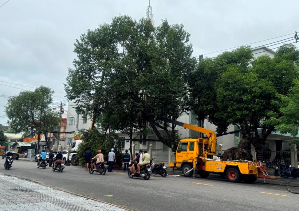 After that. Phu Quoc City has directed forces to quickly clean up and prune large trees on roads that can cause unsafety during heavy rains. Photo: CTV