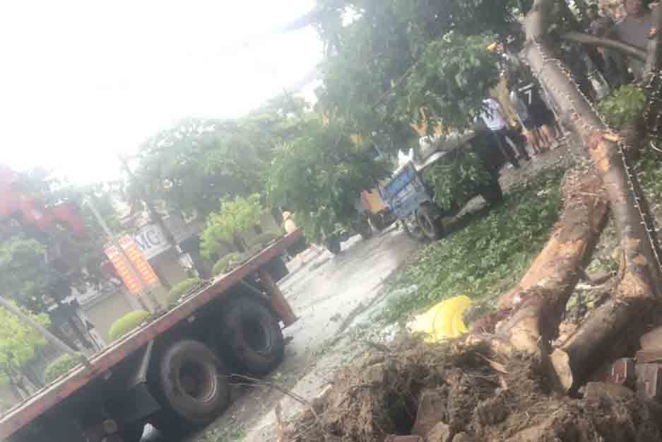 A tree fell due to a passenger car hitting it. Photo: Quoc Cuong.