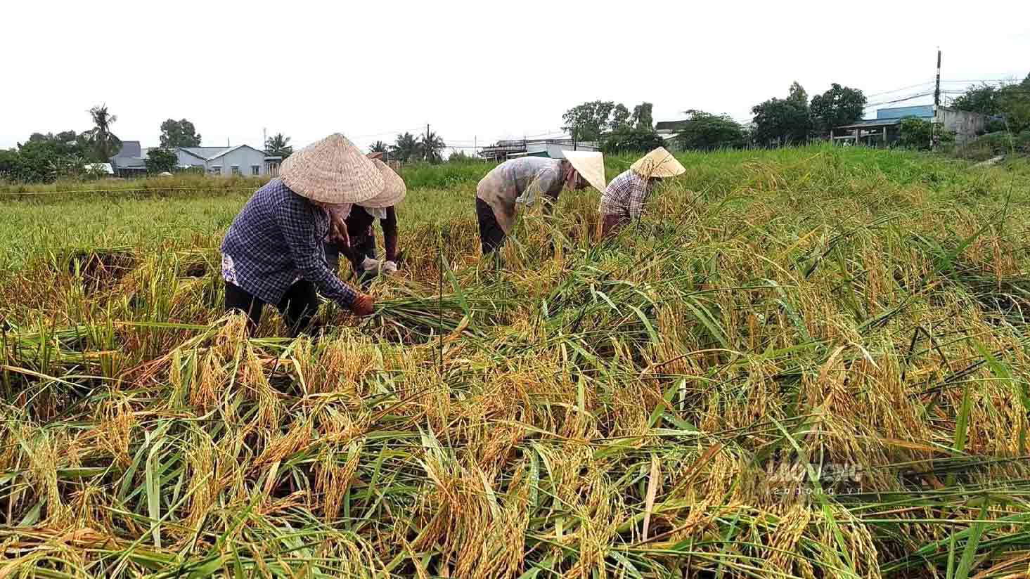 Lúa đổ ngã, thuê nhân công gặt lúa bằng tay kéo theo chi phí sản xuất nông dân tăng lên. Ảnh: Bích Ngọc