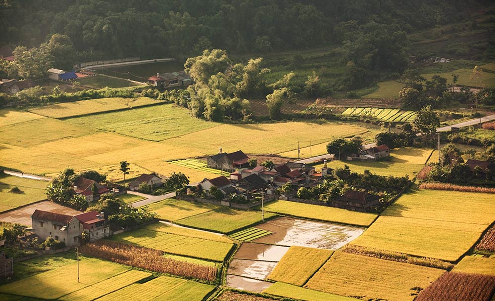 Từng tấc ruộng bậc thang đổ màu vàng ruộm, lúa lưng chừng núi mang đến cảm giác rộng lớn và hùng vĩ. Ảnh: NVCC