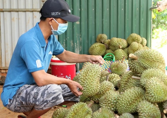 Sầu riêng tỉnh Đắk Lắk đã và đang có chất lượng cao, xuất khẩu ra nhiều thị trường nước ngoài. Ảnh: Bảo Trung