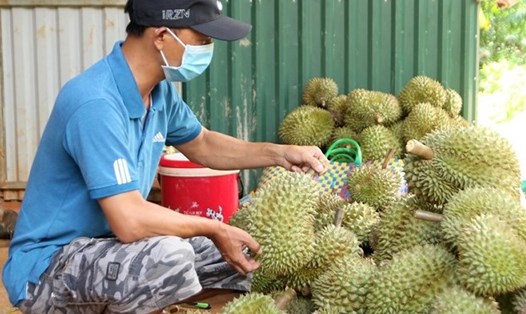 Sầu riêng tỉnh Đắk Lắk đã và đang có chất lượng cao, xuất khẩu ra nhiều thị trường nước ngoài. Ảnh: Bảo Trung