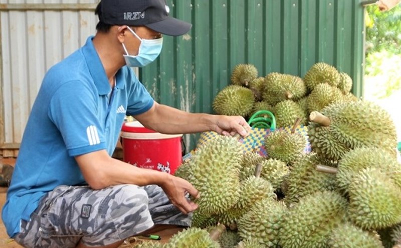 Sầu riêng tỉnh Đắk Lắk đã và đang có chất lượng cao, xuất khẩu ra nhiều thị trường nước ngoài. Ảnh: Bảo Trung
