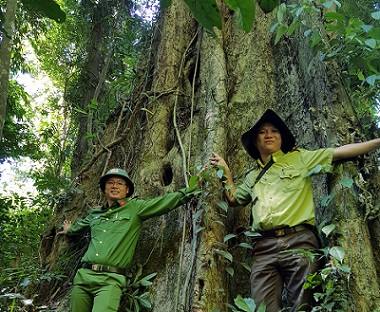 Bảo vệ rừng tự nhiên ở Gia Lai còn gặp nhiều khó khăn. Ảnh: Thanh Tuấn 