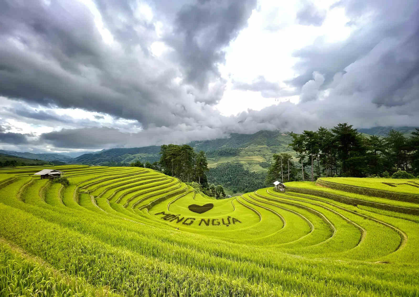 The image of ripe rice fields is a symbol of peaceful, majestic nature and the ingenuity and hard work of Vietnamese people. Photo: NVCC