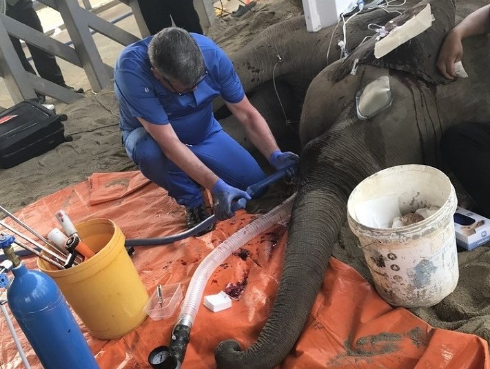 Con voi 8 tuổi tên Gold được lực lượng chức năng chữa trị, tháo 2 chiếc ngà bị thương. Ảnh: Tiến Thoại