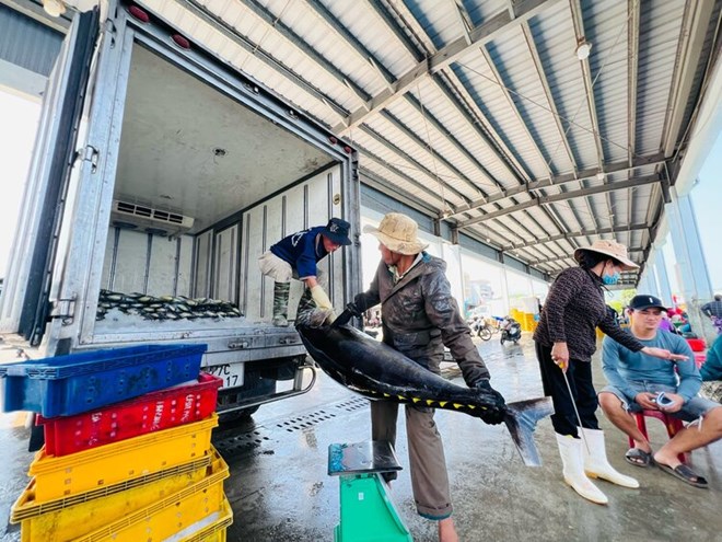 Quảng Ngãi đang nỗ lực nâng cấp hạ tầng cảng cá để phấn đấu đáp ứng từ 80 - 90% nhu cầu neo đậu tàu thuyền. Tuy nhiên, với tình hình giải ngân vốn như hiện nay, mục tiêu này đang gặp nhiều khó khăn. Ảnh: Viên Nguyễn