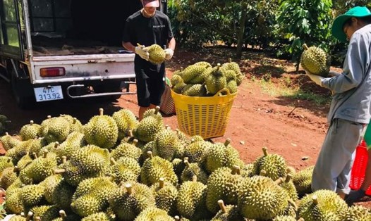 Sầu riêng ở địa bàn tỉnh Đắk Lắk (thuộc vùng Tây Nguyên) có chất lượng cao, xuất khẩu ra nhiều thị trường nước ngoài. Ảnh: Bảo Trung
