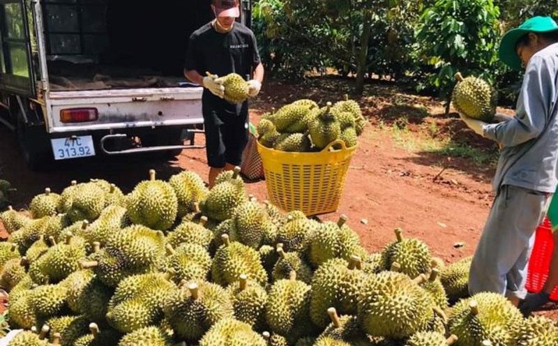 Sầu riêng ở địa bàn tỉnh Đắk Lắk (thuộc vùng Tây Nguyên) có chất lượng cao, xuất khẩu ra nhiều thị trường nước ngoài. Ảnh: Bảo Trung