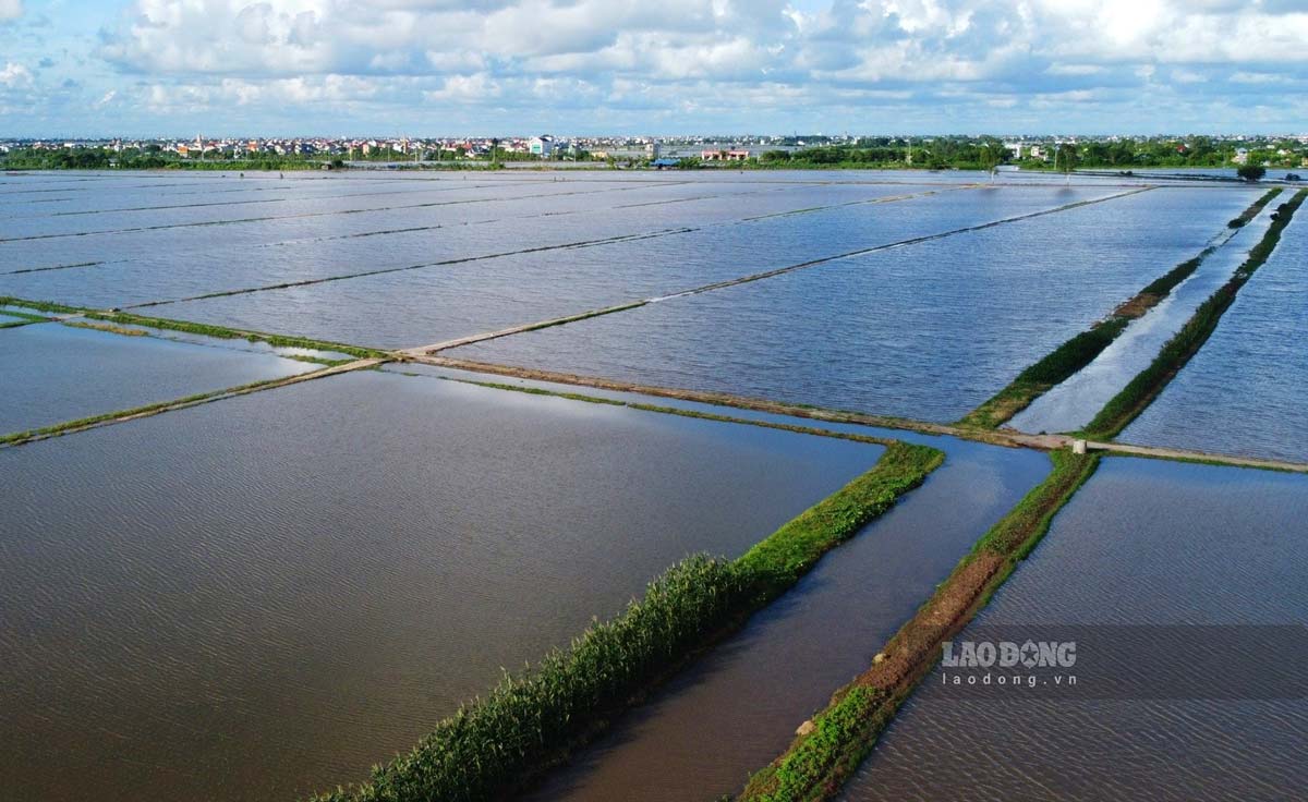 "Up to this point, we have divided it into two phases. Rice planted before July 10 can be saved, and the remaining area planted after July 10 will have to be replanted. Therefore, the district as well as the Department of Agriculture and Rural Development have divided plans to handle the problem. For the planted area before July 10, all resources will be mobilized to pump, pump and prevent flooding to save rice. As for the entire area, after July 10, a public meeting was held to popularize people to grow additional seeds and sow hard-ground seedlings for replanting," Mr. Tuyen said.