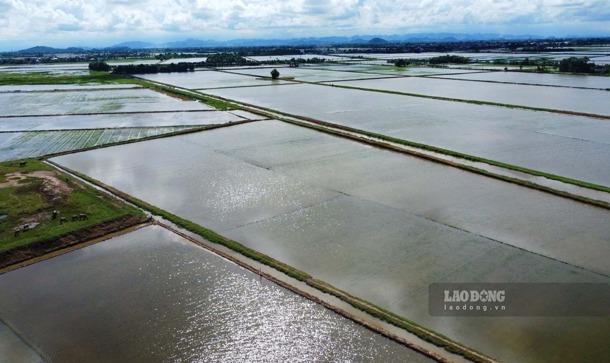 In recent days, heavy rain has occurred continuously day and night in Nam Dinh province, causing many rice areas to be flooded for many days, at risk of root rot. Many farmers are impatient because they do not know how to handle the above situation.