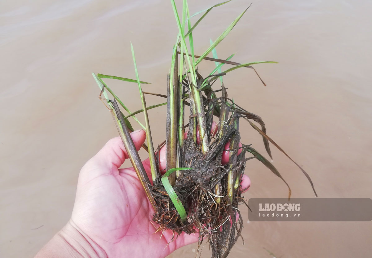 Many rice areas have shown signs of root rot.