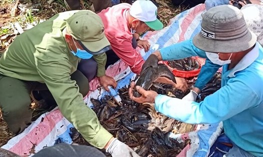 Chụp đìa bắt cá đồng tại U Minh, Cà Mau, những năm gần đây mùa đìa ngày càng ít cá. Ảnh: Nhật Hồ