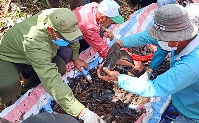 Chụp đìa bắt cá đồng tại U Minh, Cà Mau, những năm gần đây mùa đìa ngày càng ít cá. Ảnh: Nhật Hồ