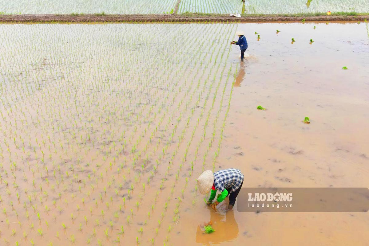Những ngày này, nhiều địa phương ở quê lúa Thái Bình đang vào mùa cấy. Để kiếm thêm thu nhập, người dân ở đây tranh thủ xuống đồng đi cấy thuê.
