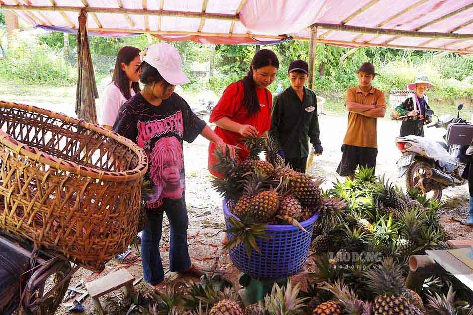  Dứa mật Pu Lau là giống dứa được du nhập từ Lào vào năm 1992. Tuy nhiên, đến năm 2017, người dân nơi đây mới bắt đầu trồng dứa mật với diện tích lớn và bán ra thị trường từ năm 2019.