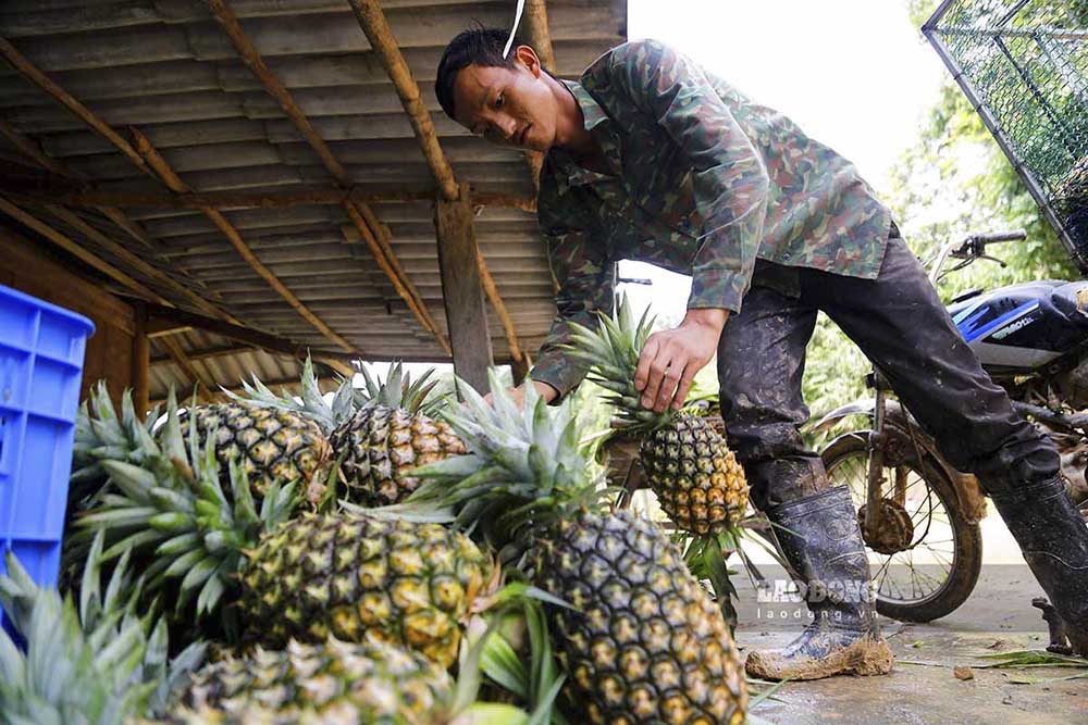Theo ông Thào A Giàng - Giám đốc Hợp tác xã Dứa Pu Lau, dứa mật Pu Lau được trồng theo quy trình an toàn, không sử dụng hóa chất, đảm bảo chất lượng sản phẩm.