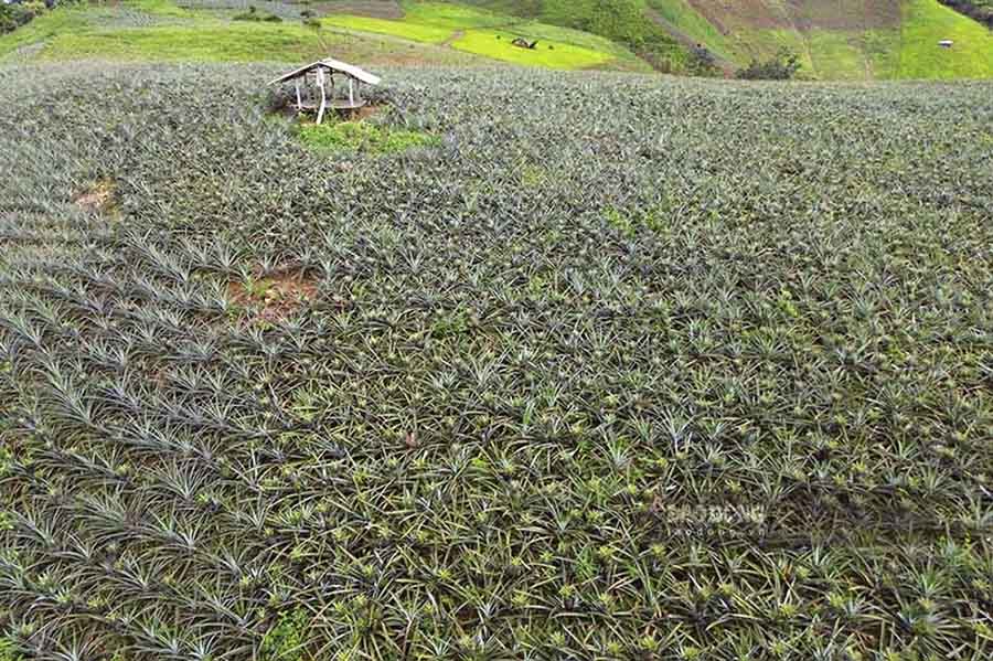 Dứa mật Pu Lau có thời gian sinh trưởng dài, sau khi trồng 2 năm sẽ bắt đầu cho thu hoạch đều và kéo dài trong vòng 3-4 năm.