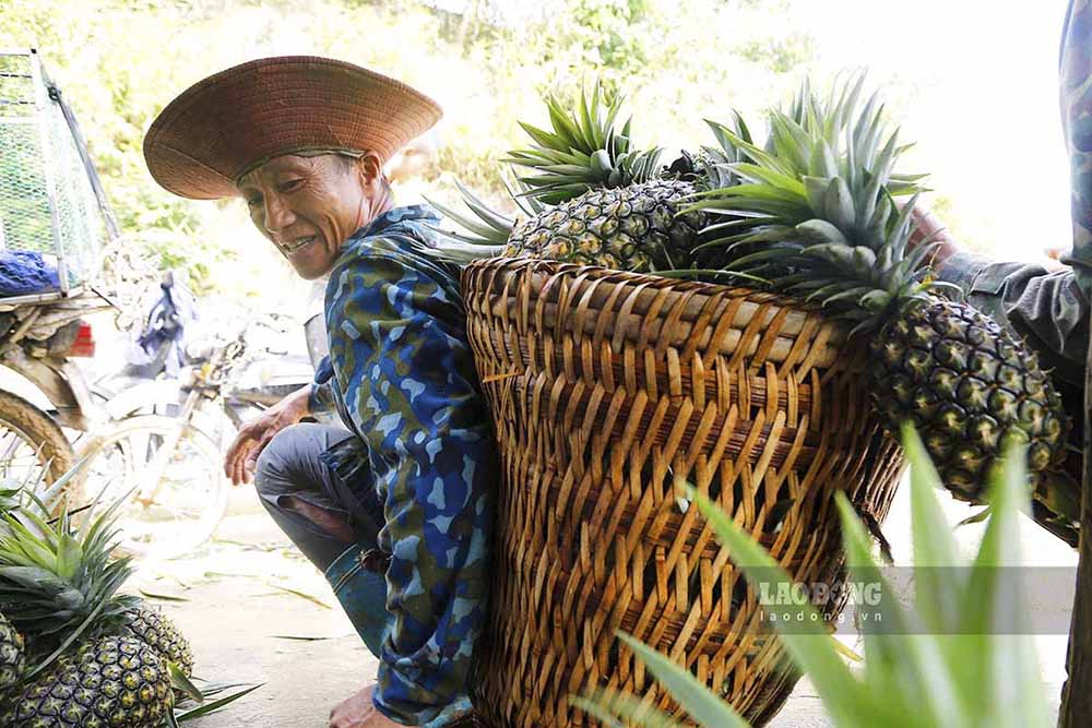 Giám đốc Hợp tác xã Dứa Pu Lau cũng cho biết, ngoài bán dứa chín ra thị trường thì 50% sản lượng dứa xanh còn lại được bán cho các doanh nghiệp với giá trung bình 4.500-5.000 đồng/kg.