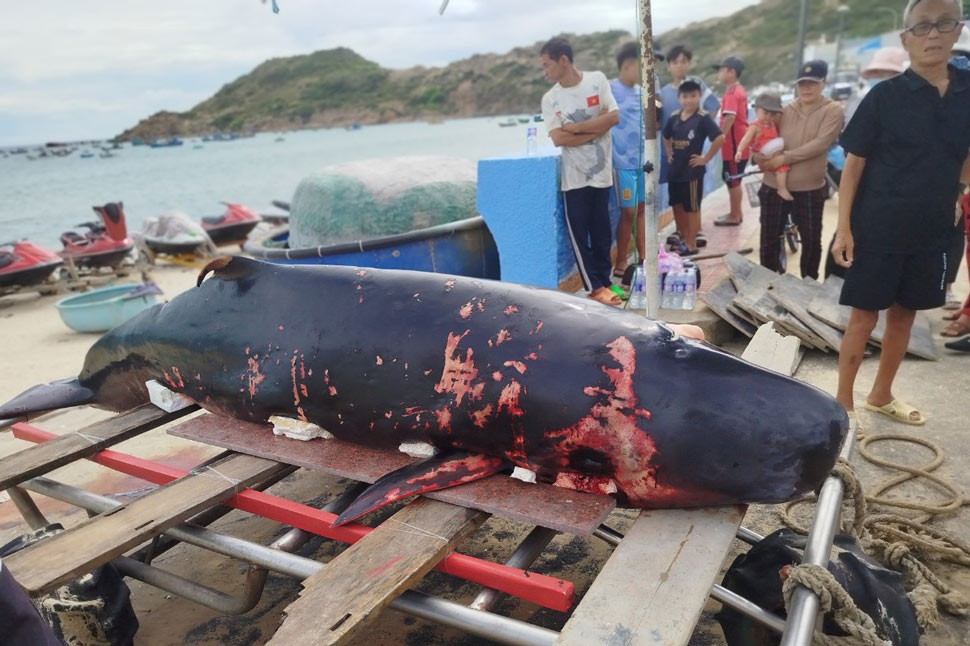 주민들이 7월 20일 아침 Nhon Ly 코뮌 해안으로 떠내려온 고래 사체를 발견했습니다. 사진: Thanh Danh