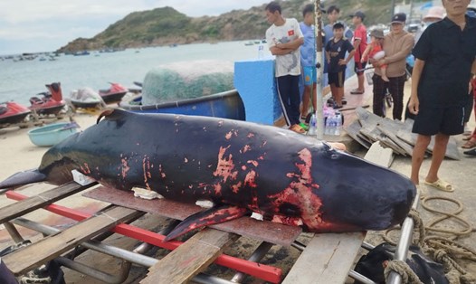 Người dân phát hiện xác cá voi trôi dạt vào bờ biển xã Nhơn Lý (TP Quy Nhơn, Bình Định) sáng 20.7. Ảnh: Thành Danh