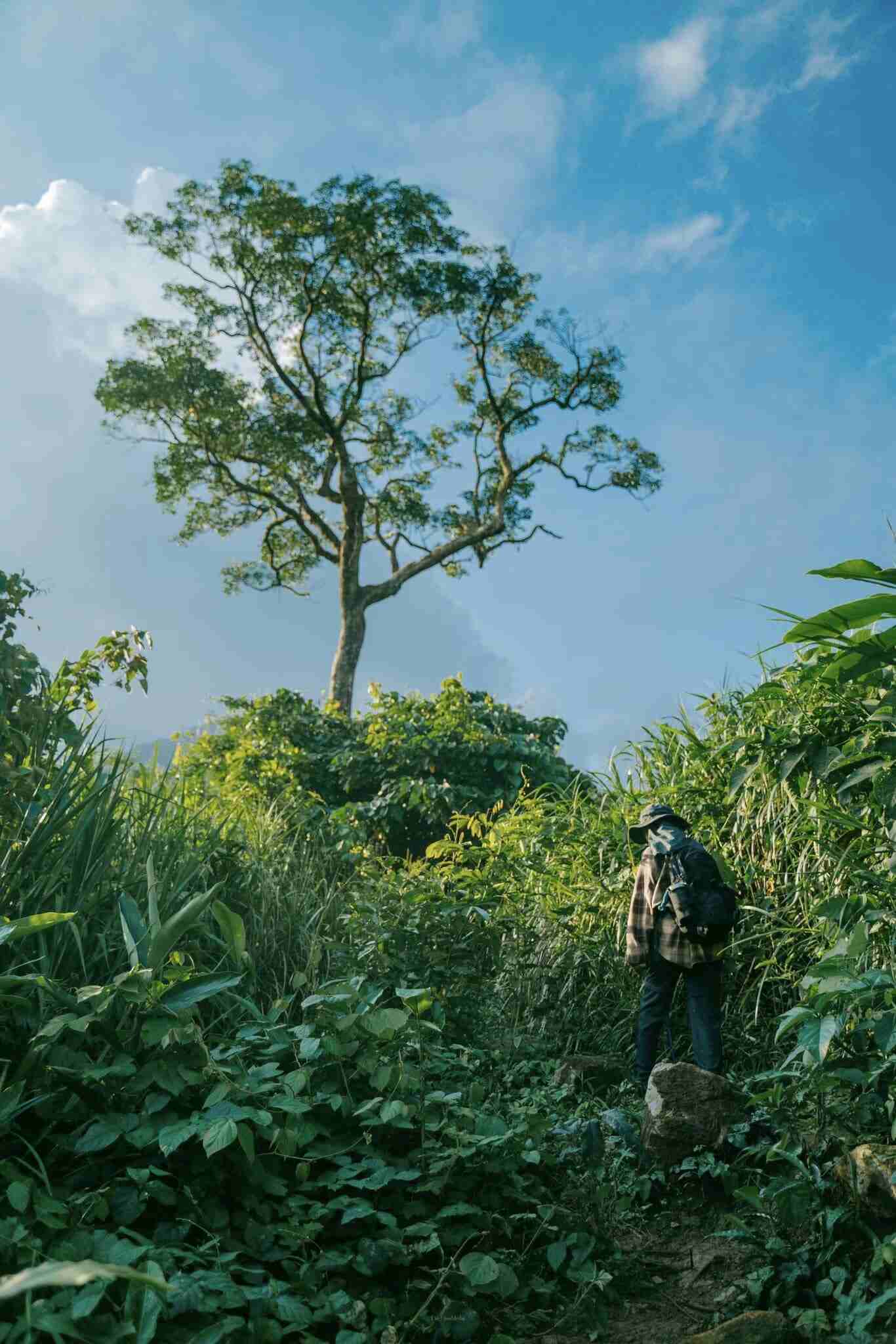 Anh Nguyễn Đức Hiếu (26 tuổi, TP. Nha Trang), trải nghiệm trekking cung đường này nhiều lần, cho hay: “Cung đường thật sự mát mẻ, dễ đi hơn các cung trekking khác”. Ảnh: NVCC