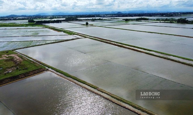 Nam Định tập trung khắc phục 35.000ha lúa bị ngập