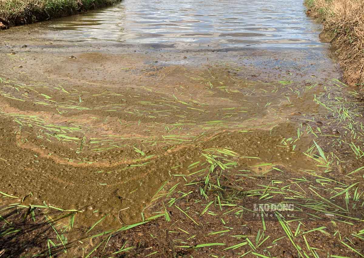 Many seasonal rice areas of Nam Dinh people were flooded. Photo: Ha Vi