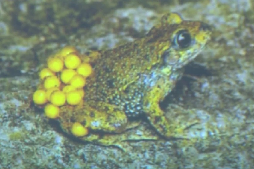 Da và trứng cóc có nhiều độc tố nguy hiểm. Ảnh: Anh Tuấn