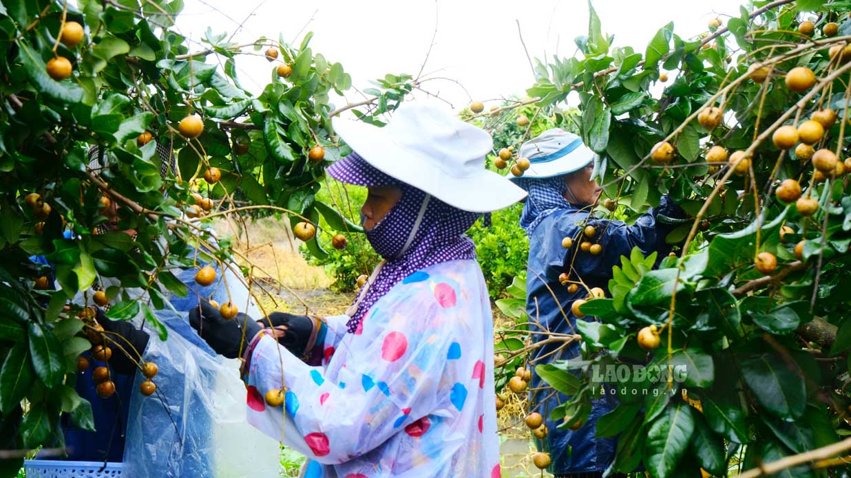 Các nhân công tất bật thu hoạch thanh nhãn. Ảnh: Mỹ Ly