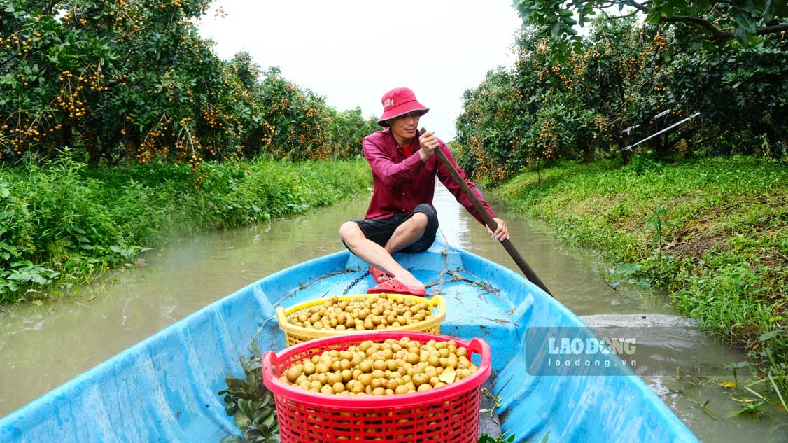 Nhà vườn Cần Thơ yên tâm khi thanh nhãn được bao tiêu xuất khẩu. Ảnh: Mỹ Ly