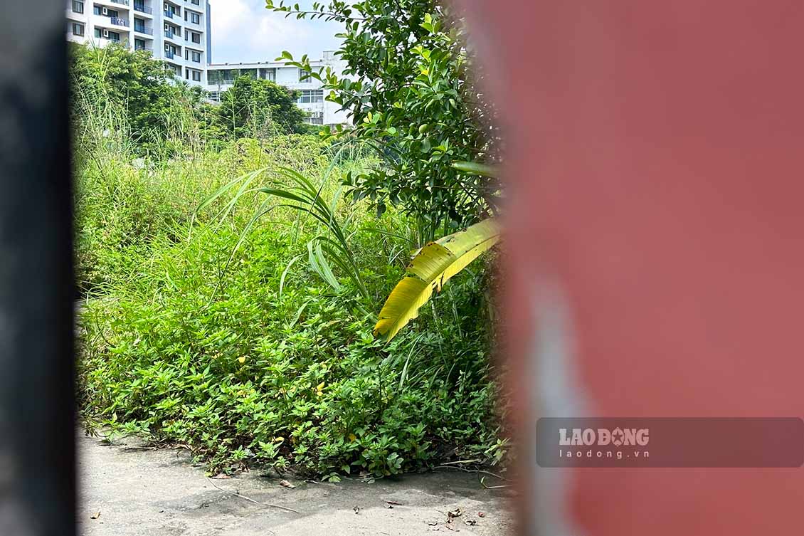 According to Ms. Nguyen Thi Loan (residing at building D2 Giang Vo, Ba Dinh), previously this lot was the Giang Vo exhibition center where many large-scale events were held. But for many years the plot of land has been abandoned, and wild plants have grown above people's heads.