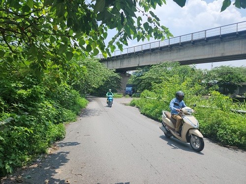 Cỏ chiếm lối lên tầng 1 cầu Thăng Long