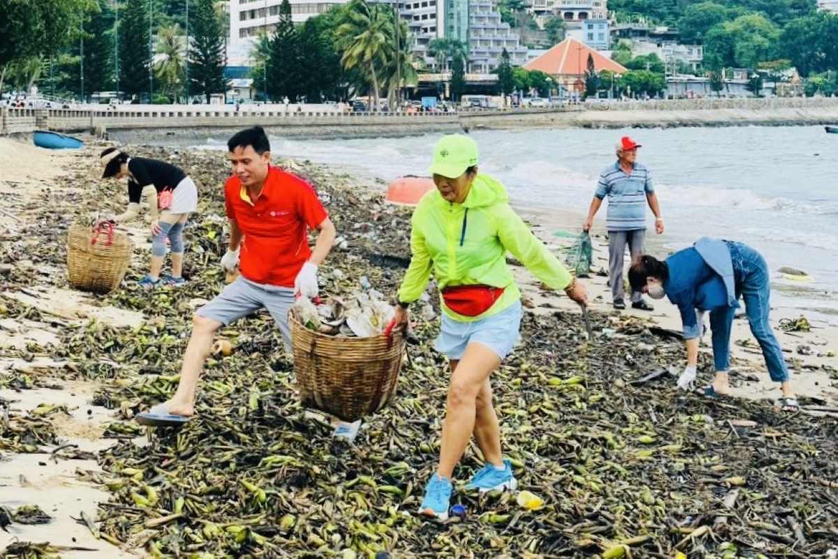 Lực lượng tình nguyện thu gom rác dạt vào khu vực Bãi Trước tại TP Vũng Tàu. Ảnh: Minh Tâm