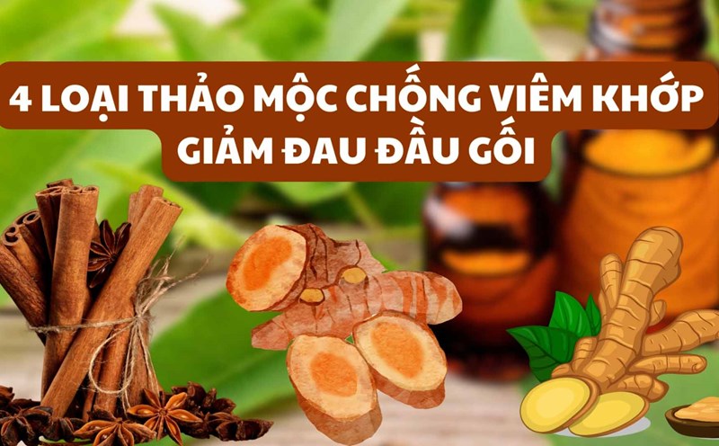 4 loại thảo mộc chống viêm khớp, giảm đau đầu gối