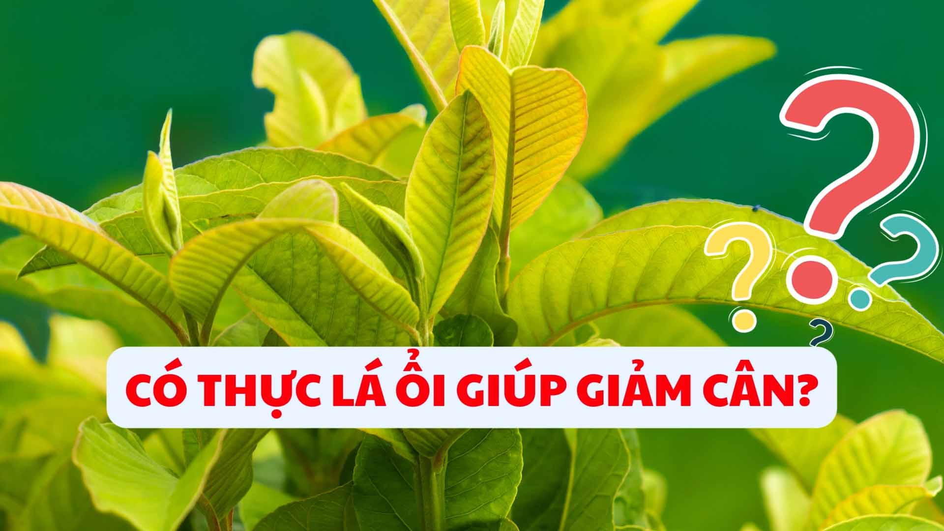Est-il vrai que les feuilles de piment aident a perdre du poids?