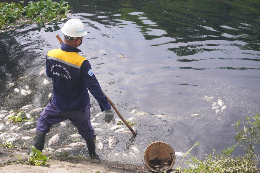 Theo người dân sống quanh khu vực này, tình trạng cá chết thường xuyên diễn ra trong vòng vài năm trở lại đây. “Hôm qua trời mưa, buổi chiều bắt đầu xuất hiện cá chết rải rác, đến sáng nay là dày đặc”, ông Trung – người dân sống gần kênh Đa Cô cho biết.