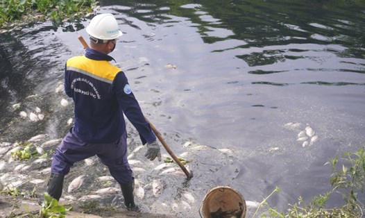 Thời tiết diễn biến thất thường ở khu vực Quảng Nam, Đà Nẵng, cá chết nổi trắng kênh Đa Cô và hồ điều tiết Liên Chiểu, Đà Nẵng. Ảnh: Văn Trực