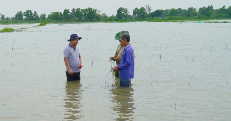 Impacted by storm No. 2, heavy rain, hundreds of hectares of rice in Ca Mau were deeply submerged in water. Photo: Nhat Ho