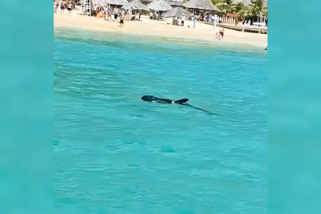 Cá heo xuất hiện tại bãi tắm thuộc khu du lịch Kỳ Co (TP Quy Nhơn, Bình Định). Ảnh cắt từ clip