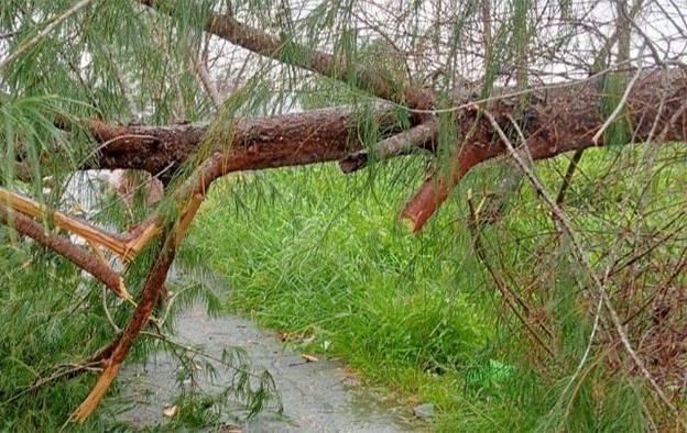Hiện trường sau vụ đi trên đường ngay mưa lớn thì bị cây ngã đè trúng tại huyện Đông Hải, tỉnh Bạc Liêu phải nhập viện. Ảnh: Nhật Hồ