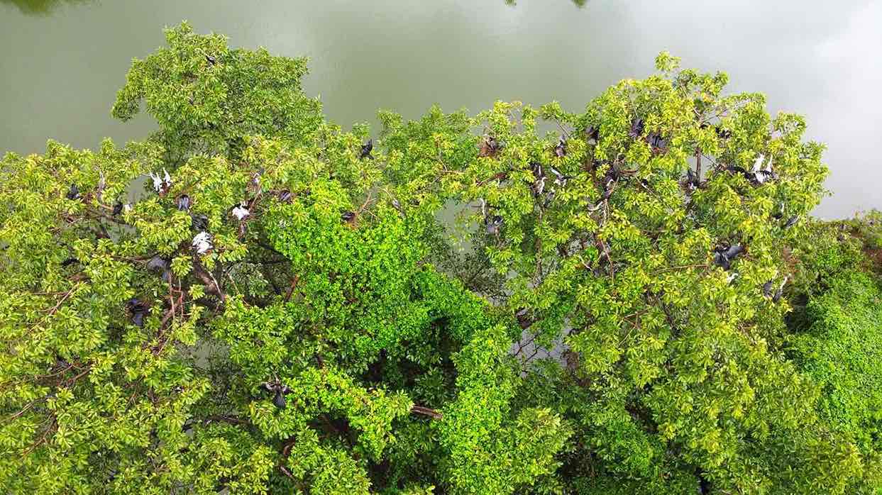 Đàn chim cổ rắn xuất hiện tại Đồng Nai ngày 22.7. Ảnh: HAC