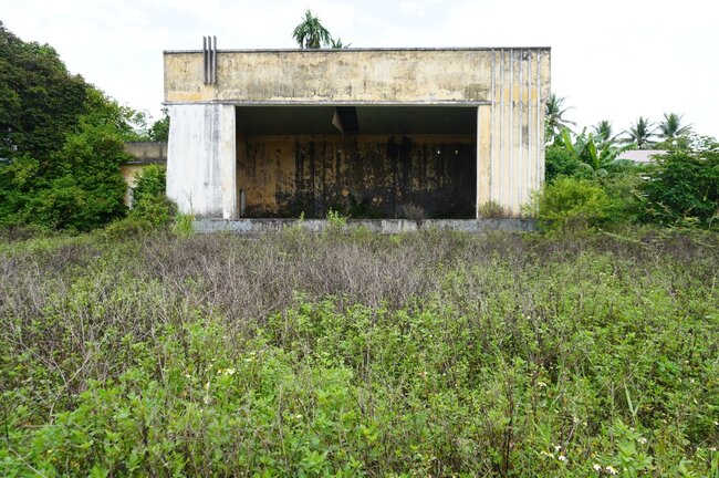 Plants and trees grow luxuriantly in Son Tinh stadium. Photo: Vien Nguyen