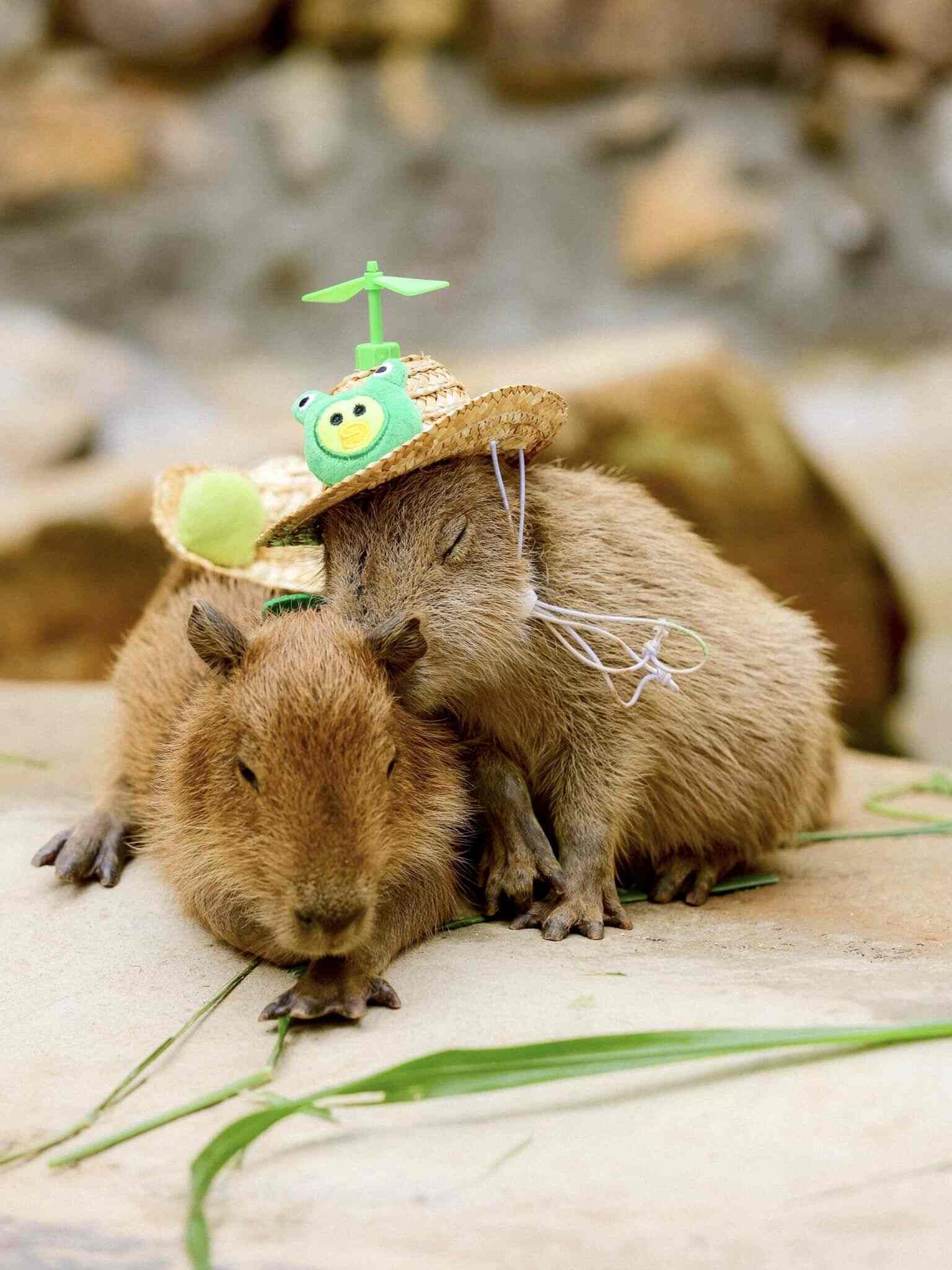 Mongo Land Da Lat is one of the rare and earliest farms in Vietnam to raise capypara. The cute, friendly and somewhat "inanimate" capybaras will definitely make visitors extremely excited.